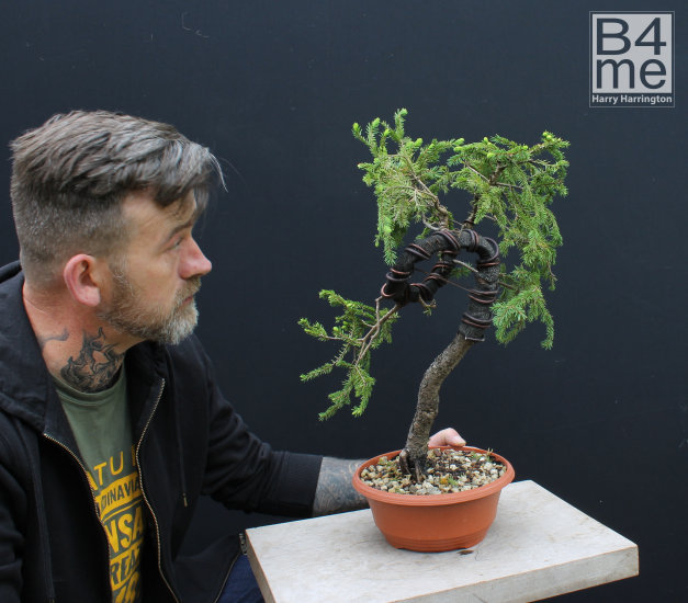 spruce bonsai trunk bend